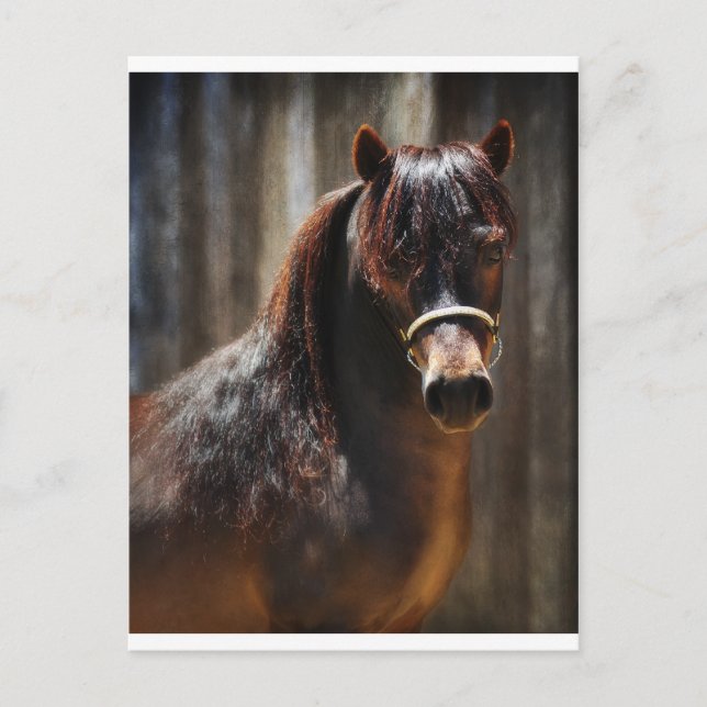 Carte Postale Le Mini Stallion (Devant)
