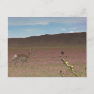 Carte Postale Le monument national de Carrizo Plain