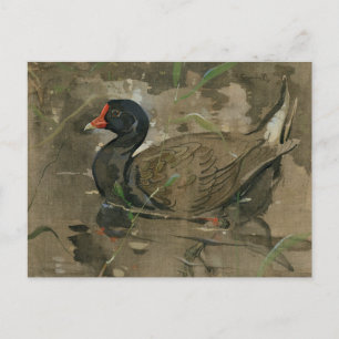 Carte Postale Le Moorhen   Joseph Crawhall