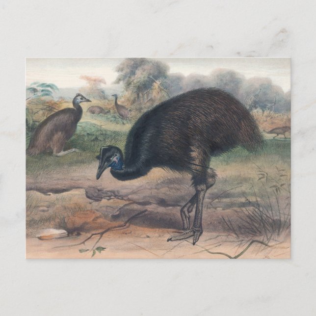 Carte Postale Le Mooruk par Joseph Wolf (Devant)