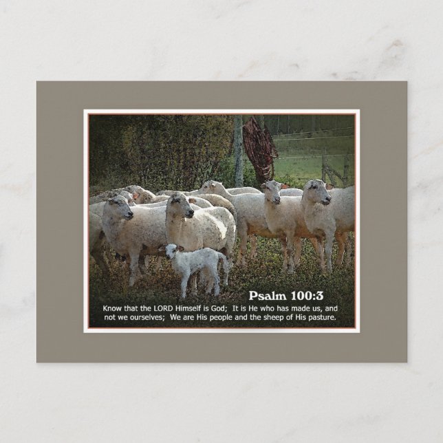 Carte Postale Le mouton de ses écritures (Devant)