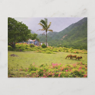 Carte Postale Le mouton des îles des Caraïbes et la scène tradit