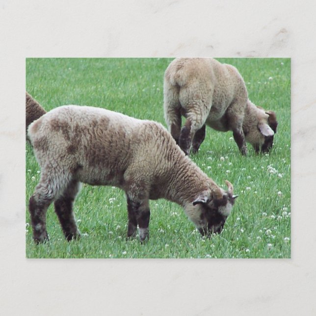 Carte Postale Le Mouton du Mont Vernon... (Devant)