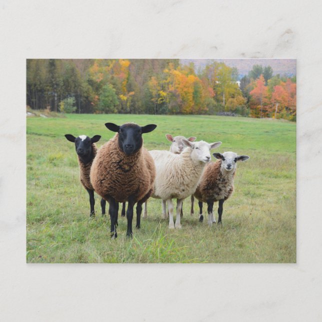 Carte Postale Le mouton du Vermont en automne (Devant)