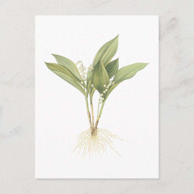 Carte Postale Le muguet (majalis de Convallaria) par Redouté (Devant)