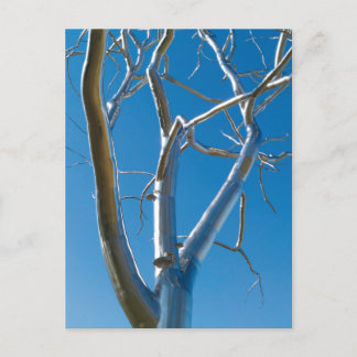 Carte Postale Le musée d'art Saint-Louis