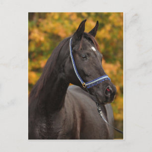 Carte Postale Le Noble Arabe