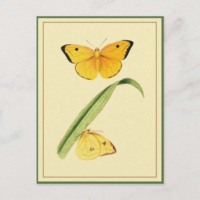 Carte Postale Le papillon Colias de Godart (Devant)