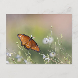Carte Postale Le papillon de la reine à la lumière du matin