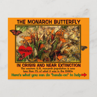 Carte Postale Le papillon monarque est en danger, comment aider