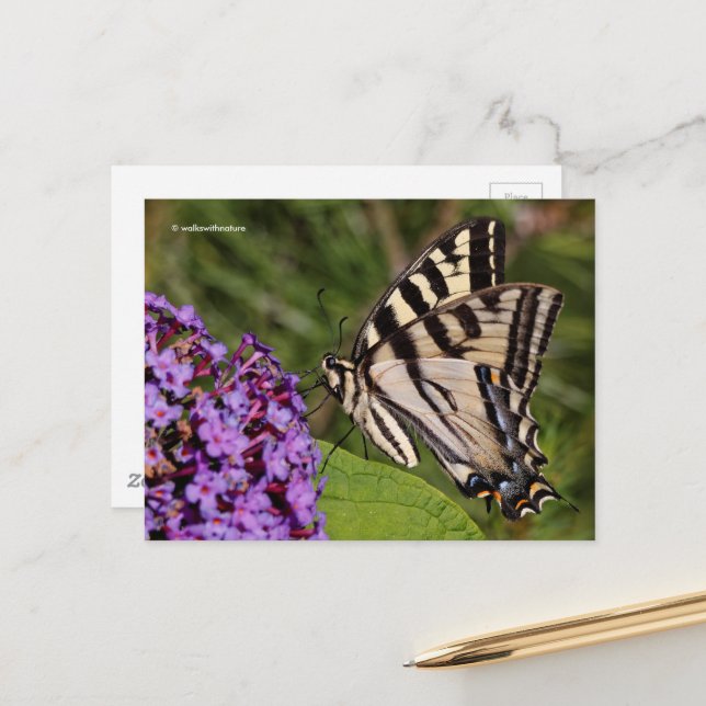Carte Postale Le papillon Swallowtail sur le papillon Bush (Devant/Arrière en situation)