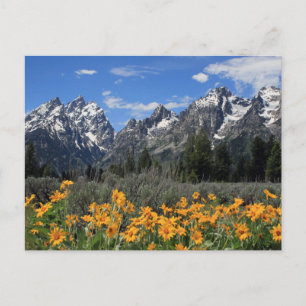 Carte Postale Le Parc national de Grand Teton
