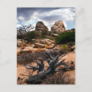 Carte Postale Le Parc national de Joshua Tree