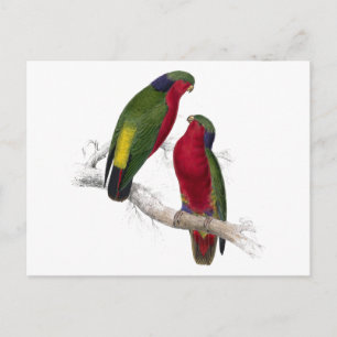 Carte Postale Le Parrakeet de Kuhl par Edward Lear