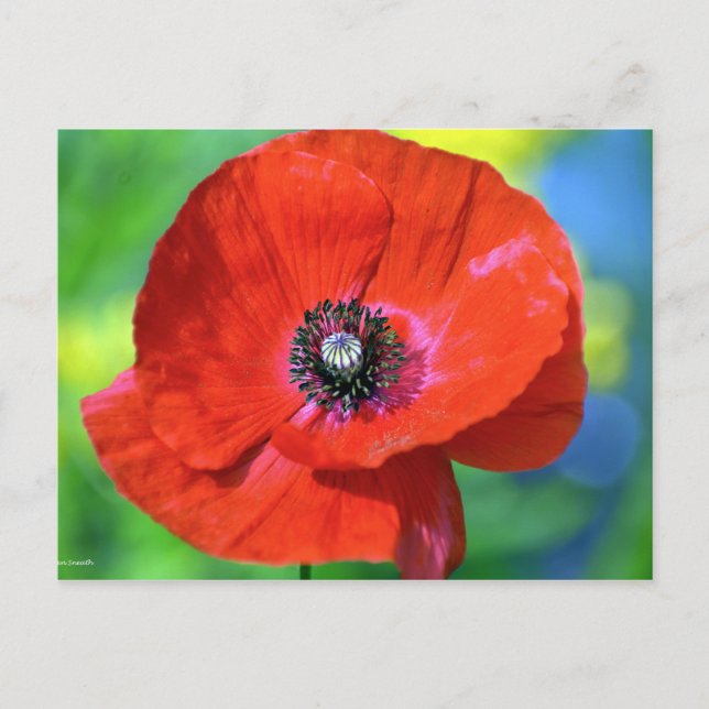 Carte Postale Le pavot rouge sous la lumière du soleil (Devant)