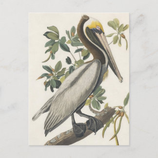 Carte Postale Le pélican Brown d'Audubon