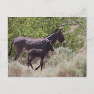 Carte Postale Le père et le fils Wild Burros à Beatty, Nevada