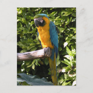 Carte Postale Le perroquet au zoo de Birmingham