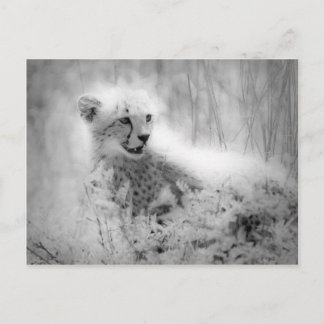 Carte Postale Le petit de Cheetah