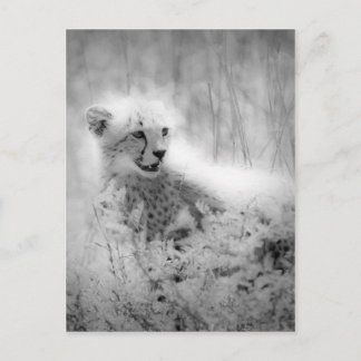 Carte Postale Le petit de Cheetah
