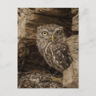 Carte Postale Le petit hibou