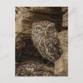 Carte Postale Le petit hibou