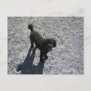 Carte Postale Le Petit Poodle Noir