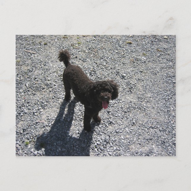 Carte Postale Le Petit Poodle Noir (Devant)