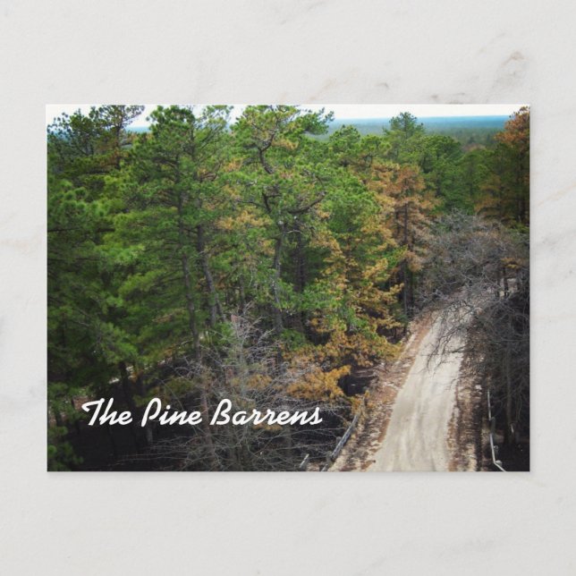 Carte Postale Le Pine Barrens (Devant)