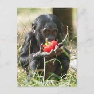 Carte Postale Le pique-nique de Bonobo