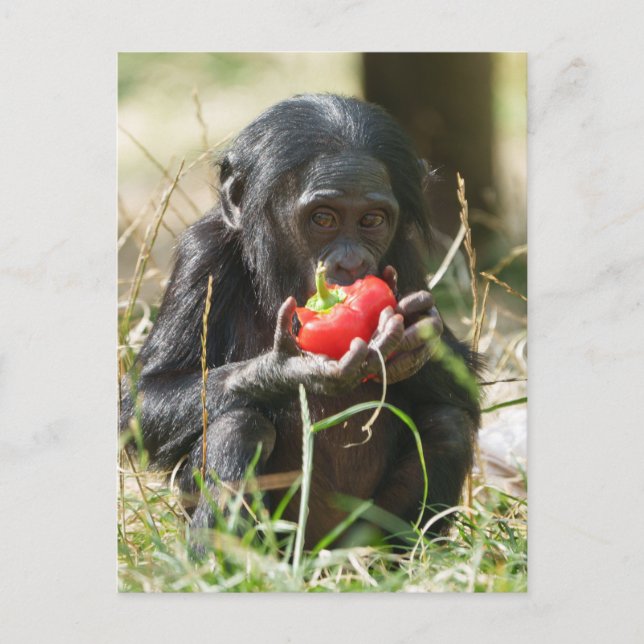 Carte Postale Le pique-nique de Bonobo (Devant)