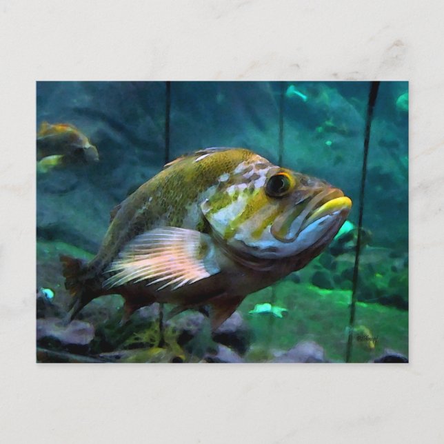 Carte Postale Le poisson (Devant)