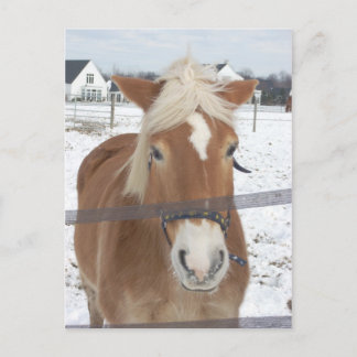 Carte Postale Le poney en hiver