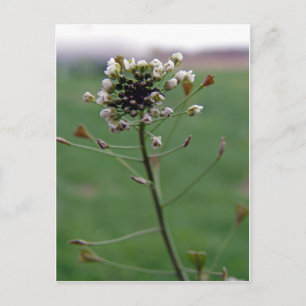 Carte Postale Le porte-monnaie du berger