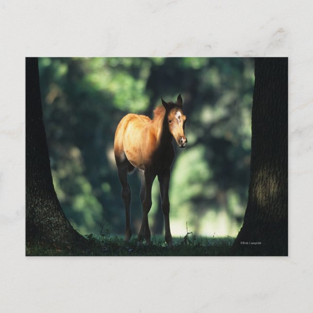 Carte Postale Le poulain arabe dans les arbres (Devant)