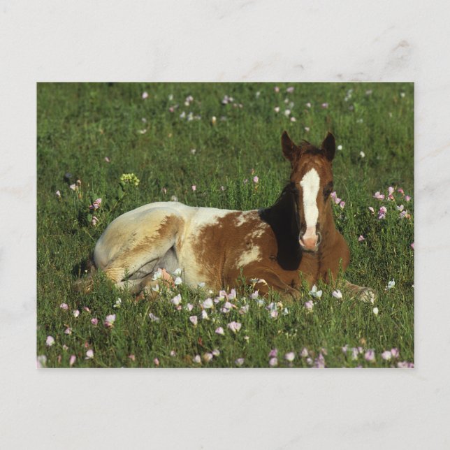 Carte Postale Le poulain d'Appaloosa qui s'allonge en fleurs (Devant)
