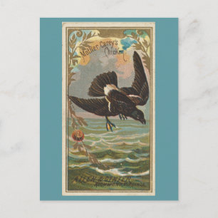Carte Postale Le poulet de la mère Carey