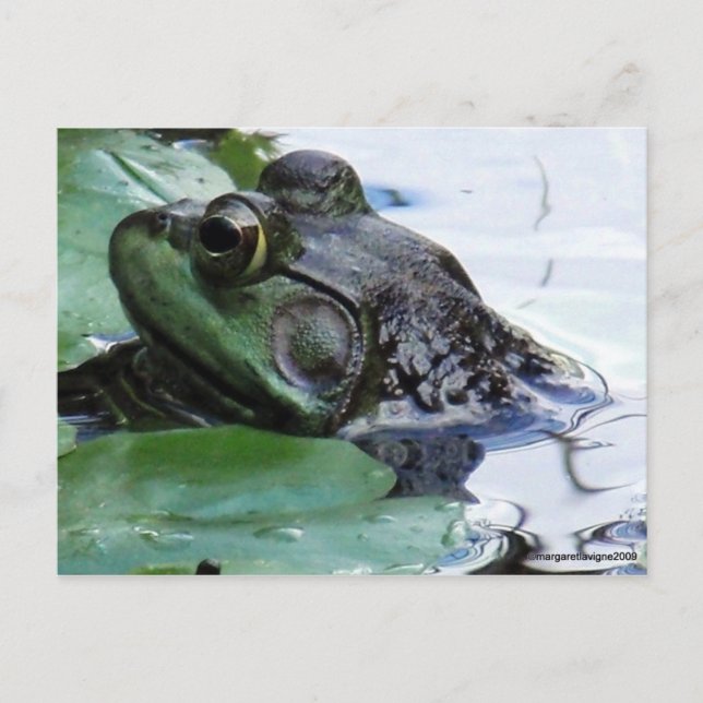 Carte Postale "Le Prince Charming" (Devant)