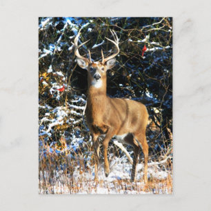 Carte Postale "Le Prince d'hiver"