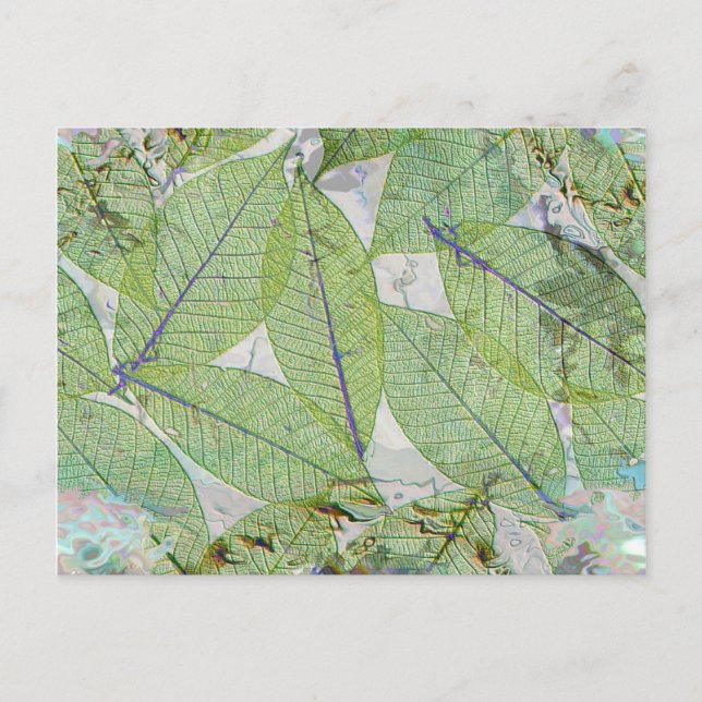 Carte Postale Le printemps a Sprung (Devant)