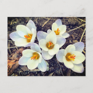 Carte Postale Le printemps a Sprung Crocus fleurs