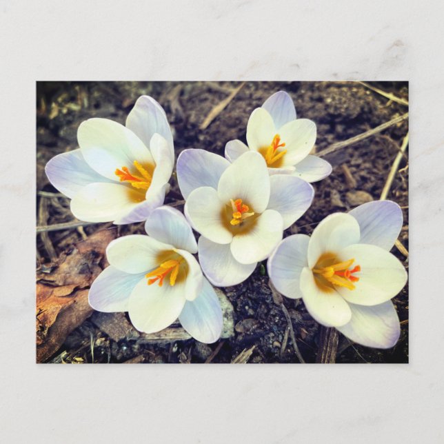 Carte Postale Le printemps a Sprung Crocus fleurs (Devant)