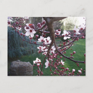 Carte Postale Le printemps est né