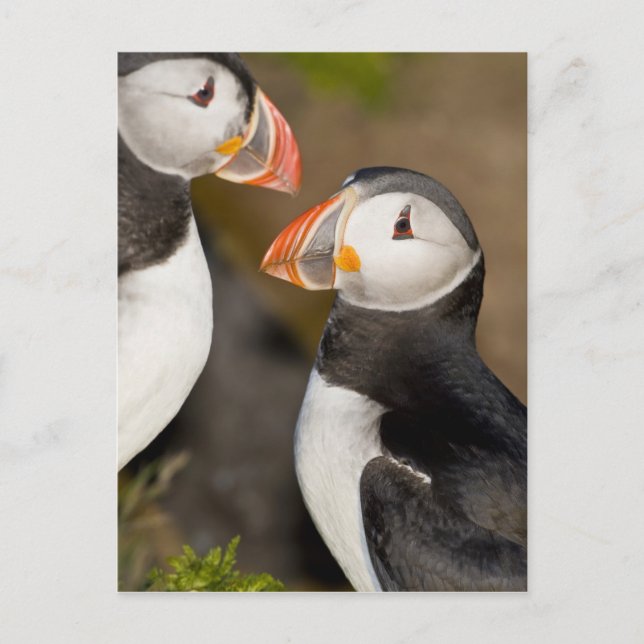 Carte Postale Le Puffin Atlantique (Devant)