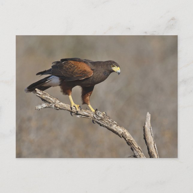 Carte Postale Le raptor perché de Harris Hawk (Devant)
