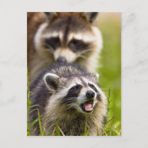 Carte Postale Le raton laveur, lotor de Procyon, est un répandu,