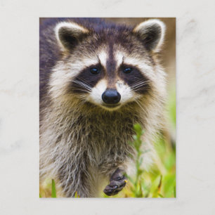 Carte Postale Le raton laveur, Procyon lotor