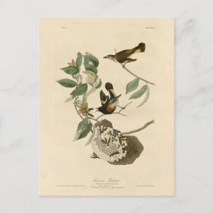Carte Postale Le Redstart américain des oiseaux d'Amérique d'Aud