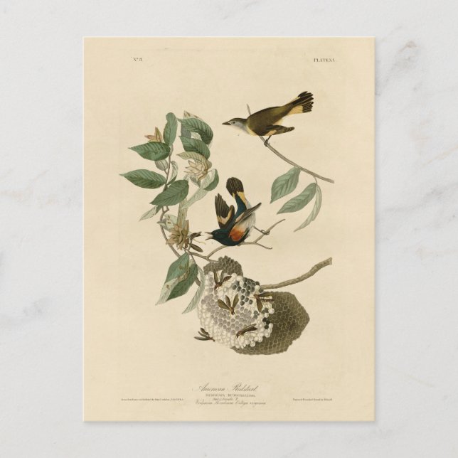 Carte Postale Le Redstart américain des oiseaux d'Amérique d'Aud (Devant)