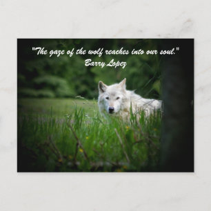 Carte Postale Le regard du loup pénètre...